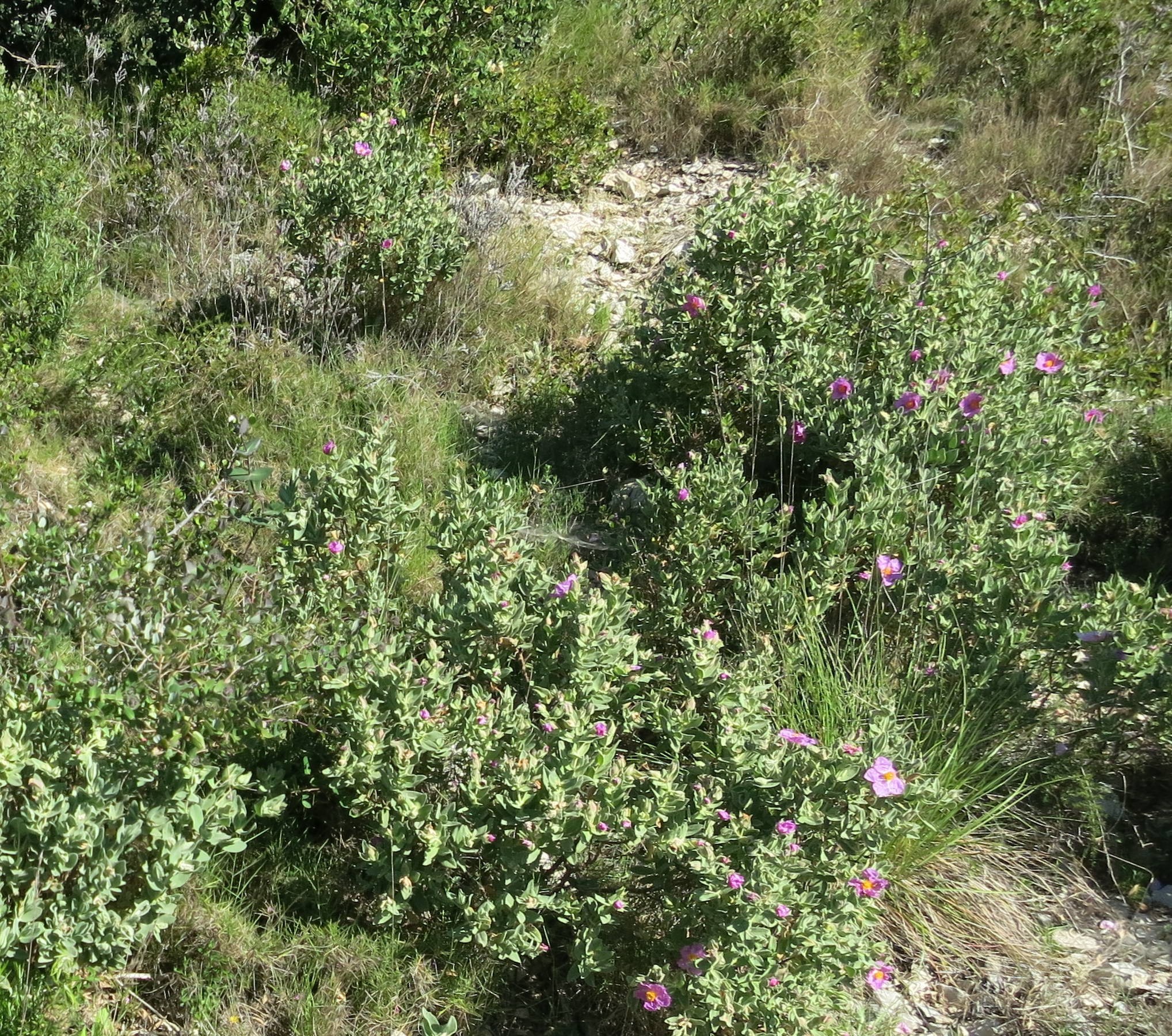 The pristine fields of Provence are full of medicinal herbs