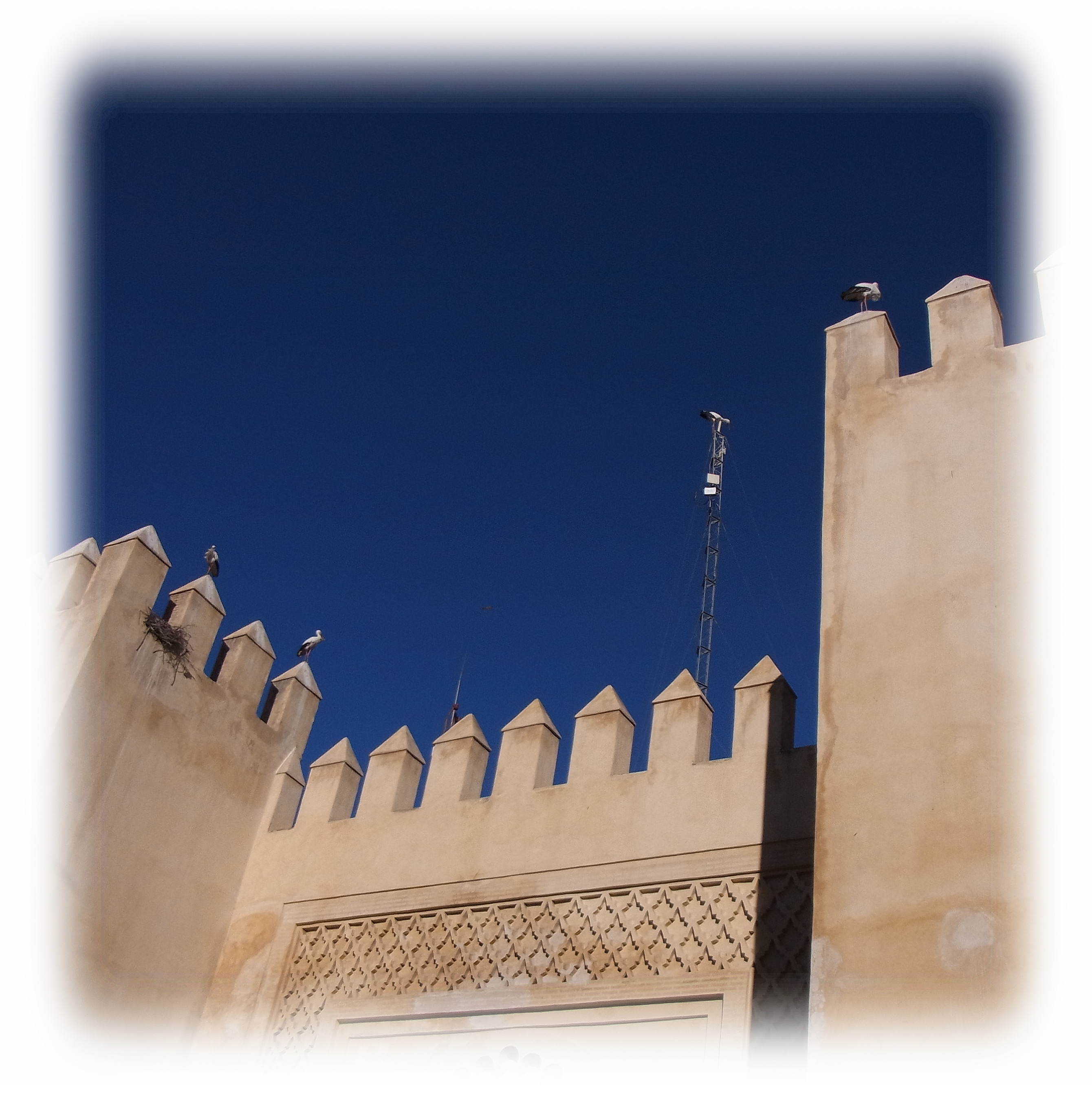 Storks are seen on the ramparts of the Semmarine Gate of Fes.