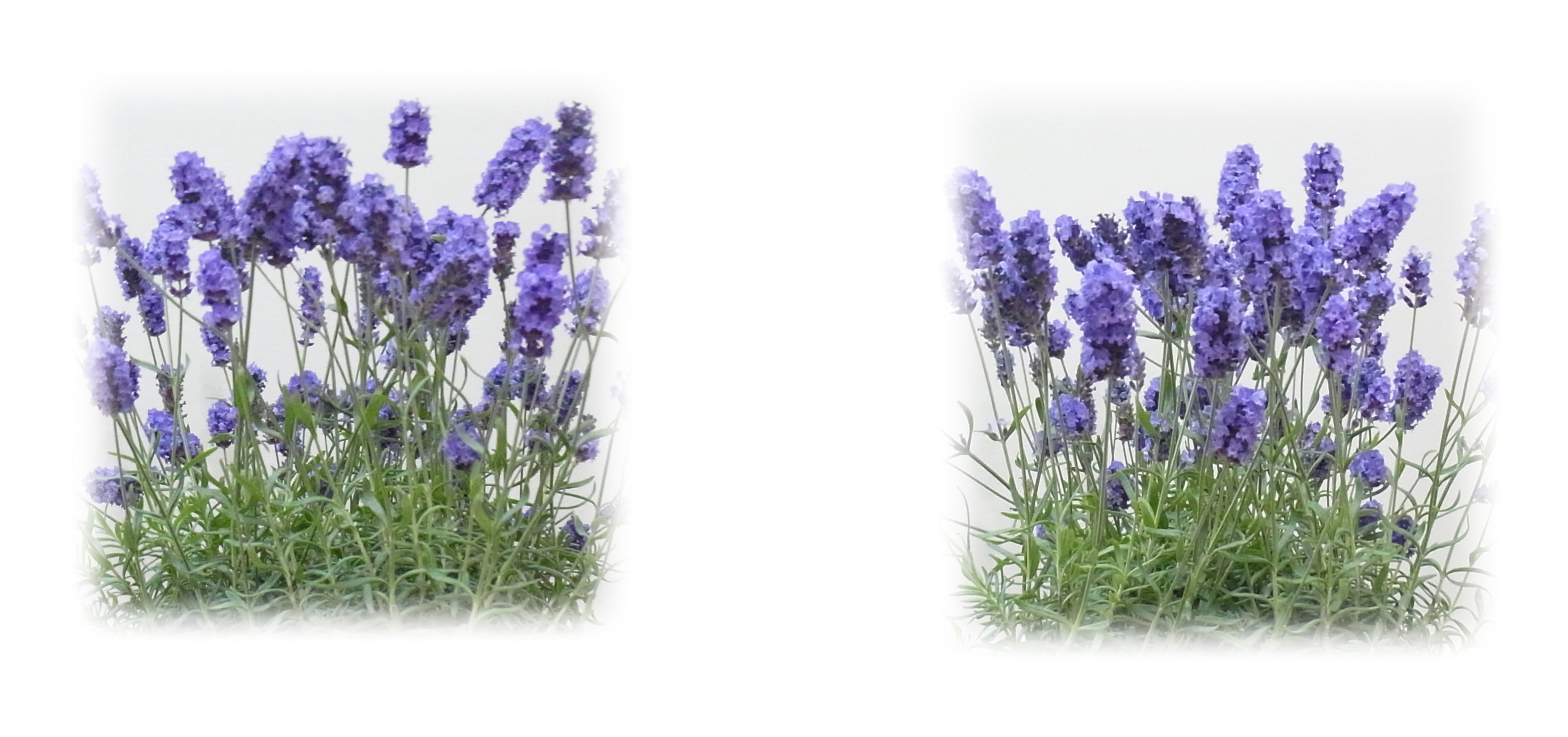 blooming Lavender flower in pots in my room